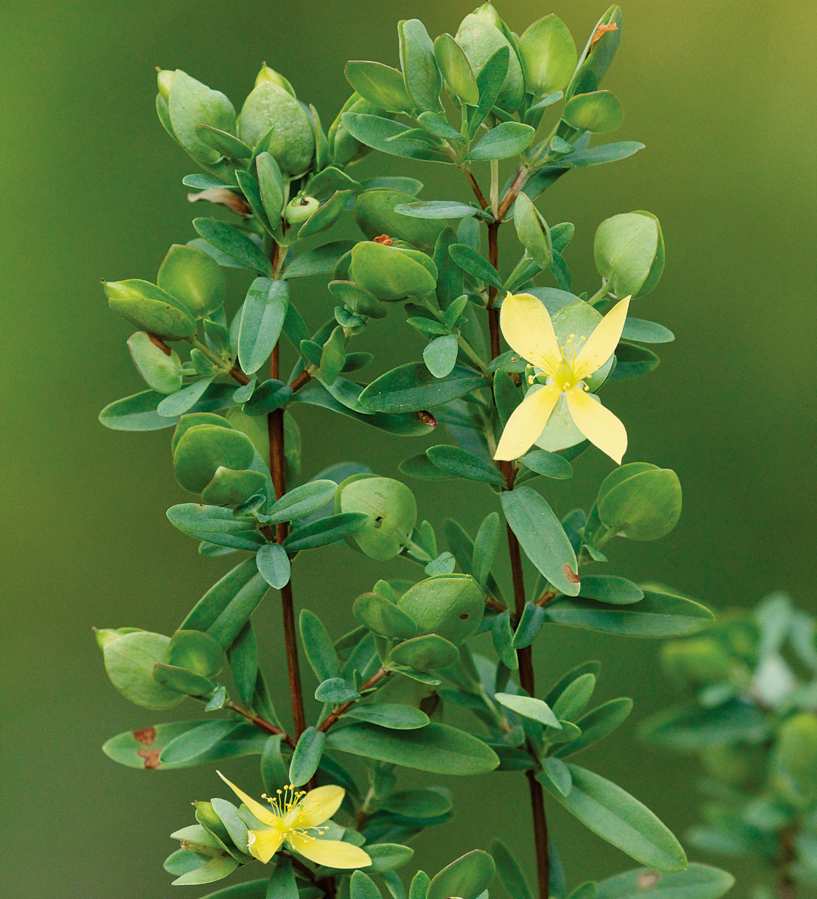 Hypericum hypericoides ssp. multicaule (St. Andrew's Cross)